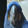 StrayVolts's profile picture