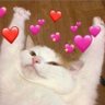 PP🍑 ft. 🦜🐶🎮🐳🐻❄️🧡💜🦊🐯🌞🌛🦥💰💙💚🍒🍉's profile picture