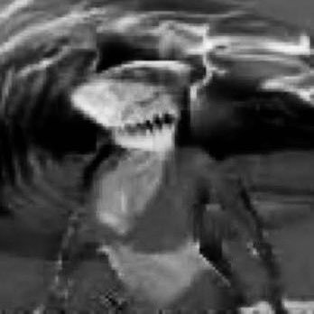 Megalodon's profile picture