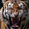 Profilbild von الابتسامه صدقه