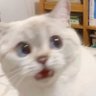 Pingu_the_meow 的头像