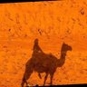 ابوسيف's profile picture