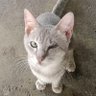 MegatAlamPanji profil fotoğrafı