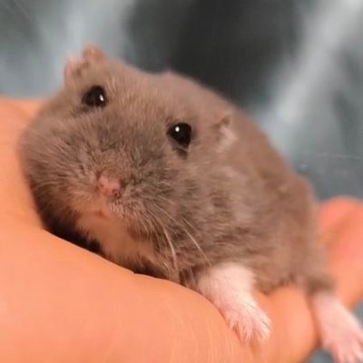 へむち's profile picture