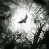 Dark L's profile picture