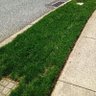Grassophilia profil fotoğrafı