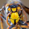 Profilbild von 76 million hornets