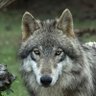 Wolf's profile picture