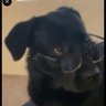 cachorro de óculos profil fotoğrafı
