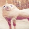 Profilbild von GrapeFlavoredBongWater
