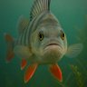 Фото профиля Mr. Perch