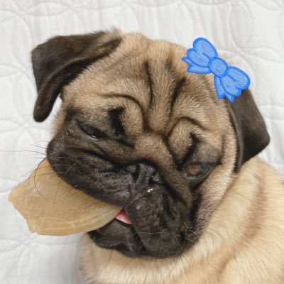 pugnopepechan's profile picture