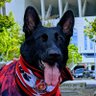 Фото профиля ぱとろ〜る中の犬