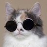 stfu's profile picture