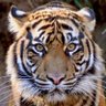 rere profil fotoğrafı