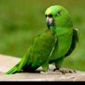 brahim alkardî's profile picture