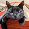 Politicat profil fotoğrafı