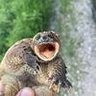 turtlebass profil fotoğrafı