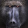 Profilbild von R E P