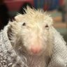 Profilbild von inquisitorbella