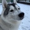 ハスキー梅's profile picture