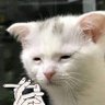 Quasarttt's profile picture