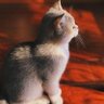 Фото профиля Shauntea Jvon