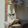 Tanaia Lebaron profil fotoğrafı