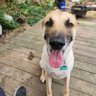 Фото профиля Dogs that we love
