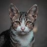 Nirali Zasha profil fotoğrafı