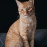Kela Dene's profile picture