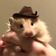 Tweets Of Hamster's profile picture