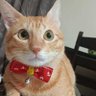 uorseu's profile picture