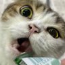 Profilbild von つぶきん