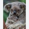 Birkoalaannesi profil fotoğrafı