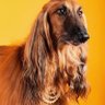 Profilbild von Shanti Corianne