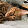 ヌメヌメ 的头像