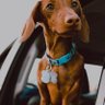 Joshual Derrel profil fotoğrafı
