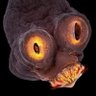 Dr. Hfuhruhurr's profile picture