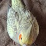 ぴょん⭐湾岸を致しております。頭文字Dは時々。 profil fotoğrafı