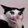 cookieko's profile picture