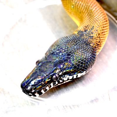 moemoepython's profile picture