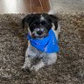 politics and dogs's profile picture