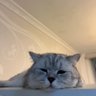 latte profil fotoğrafı