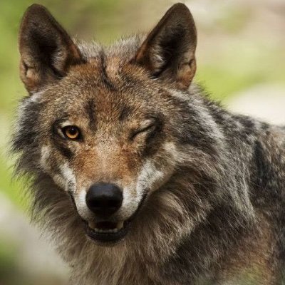 wirallop's profile picture