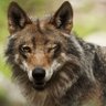 Фото профиля Loup