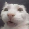 Dan's profile picture