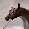Profilbild von nora k_a