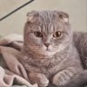 Profilbild von SaigonСat.(❖,❖)😼