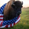 🇺🇸 GTBuffalo 🇺🇸 profil fotoğrafı